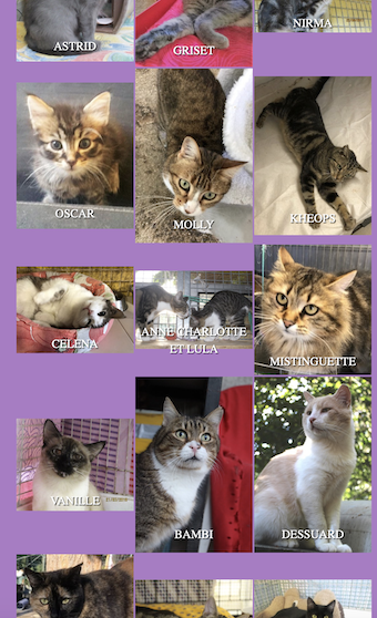 Cliquez ici pour voir l'album des adoptés