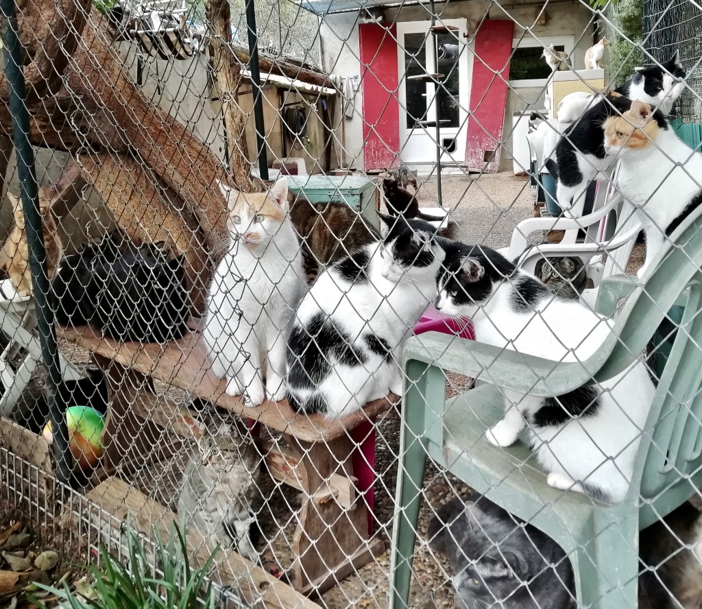 chats enclos poulailler