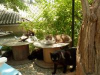 Chatterie niveau 2 (b)